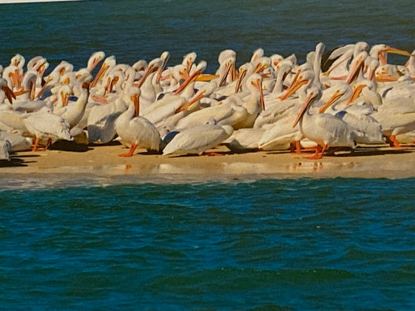 Pelican Island